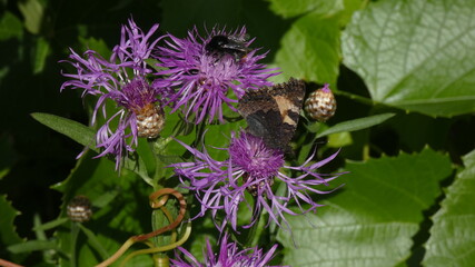 bumblebee on a thistle