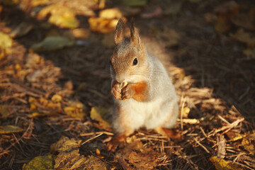 Naklejka na ściany i meble Portrait of a squirrel eating nuts in an autumn park