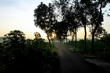 Fototapeta na wymiar the sun, the sun rises, shines, in the sunny sky, in the rice fields, between the trees, the rural road