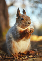Portrait of a squirrel in an autumn park