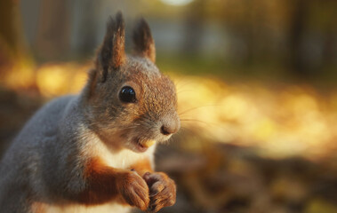 Naklejka na ściany i meble Portrait of a squirrel in an autumn park