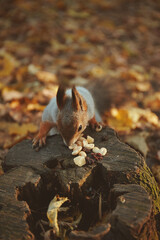 Squirrel eating nuts in an autumn park