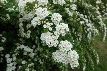 Closeup of pure white flowers of germander meadowsweet in May