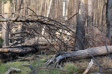 Wald nach einem Waldbrand