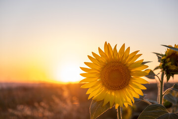 sunflower on the field during sunset with the sun in the background with copy space © Miro Nenchev