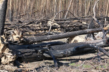 Fototapeta na wymiar Wald nach einem Waldbrand