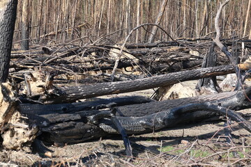 Wald nach einem Waldbrand