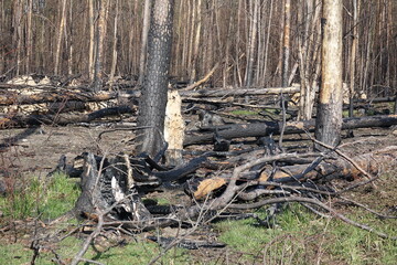 Wald nach einem Waldbrand