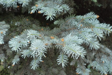 Pale blue fresh needles on branches of Picea pungens in spring