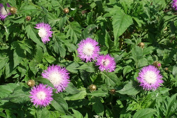 Flowering Centaurea dealbata in the garden in mid May