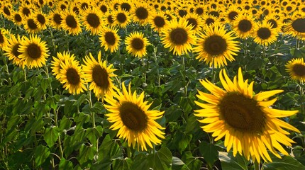 Fototapeta premium sunflower field growing on the farm