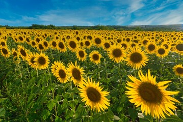 Naklejka premium sunflower field growing on the farm