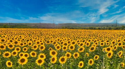 Obraz premium sunflower field growing on the farm