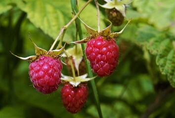 
ripe raspberries on a bush