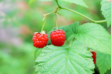 Raspberry in the forest. Forest raspberry. Raspberries hanging on a branch. Healthy food