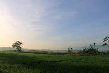 Fototapeta na wymiar the sun rises, in the morning, shines, in the sunny sky, above the rice fields, between the trees, mountains, valleys, hills, morning mist