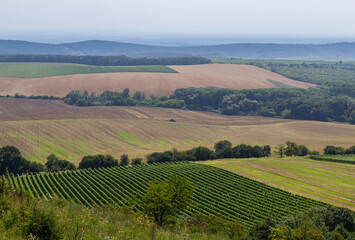 Fototapeta na wymiar Tractor harvesting agriculture field in vineyard. Palava, Czech republic