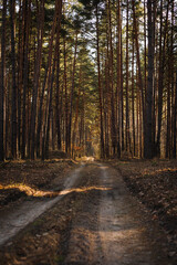 Rural landscape with pine forest crossed by dirt track