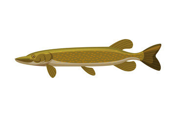 Pike Freshwater Fish, Fresh Aquatic Fish Species Cartoon Vector Illustration