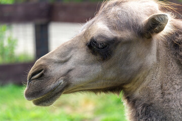 Portrait of wild bactarian camel from side, Camelus ferus