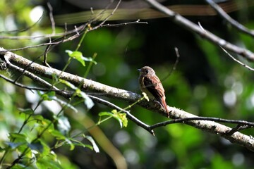 Ferruginous Flycatcher(Musciapidae, Passeriformes)in the Taiwan.