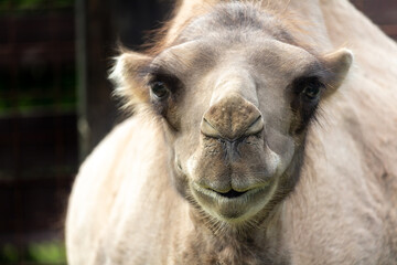 Obraz premium Portrait of wild bactarian camel from front, Camelus ferus