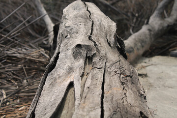 drought - kurumuş ağaç gövdesi 