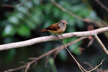 Ferruginous Flycatcher(Musciapidae, Passeriformes)in the Taiwan.