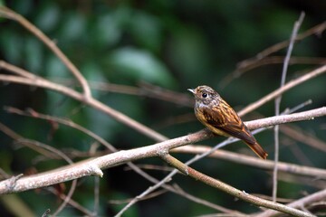 Ferruginous Flycatcher(Musciapidae, Passeriformes)in the Taiwan.