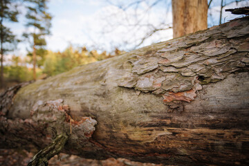 An old tree trunk with peeling cork laying in the pine forest