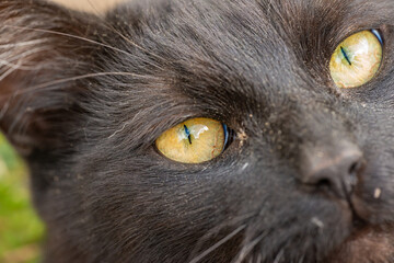 detail of black cat yellow eye