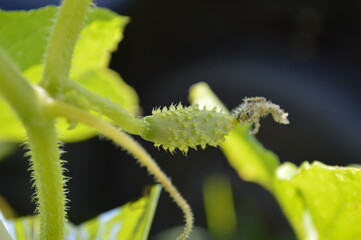 Macro of growing young cucumbers. Blooming cucumber a small cucumber in the garden.