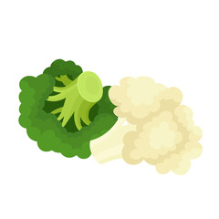 Bright vector collection of colorful broccoli, culiflower.