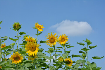 Sunflowers on blue sky background