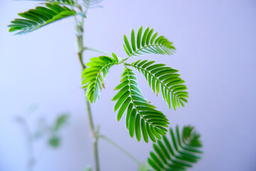 Leaves Sensitive plant on wall background, Mimosa invisa