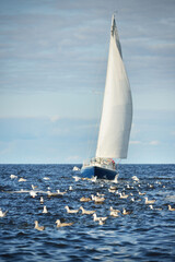 Blue sloop rigged yacht sailing in an open Baltic sea on a clear day, flying seagulls close-up....