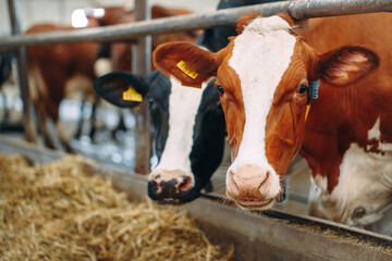 Cows on Farm. Cows eating hay in the stable.