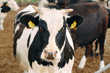 Cows on Farm. Cows eating hay in the stable.