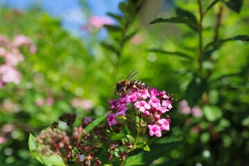 Cute Western Honey Bee Cleaning her Feeler after Pollination on Spiraea Japonica in the Garden....