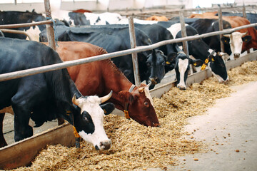 Cows on Farm. Cows eating hay in the stable.