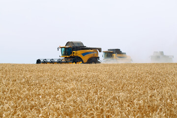 Obraz premium Combine harvester harvests ripe wheat. agriculture.