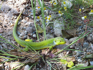 Emerald Lizzard
