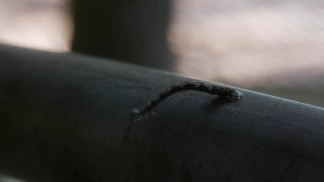 Inch Worm on a metal pole