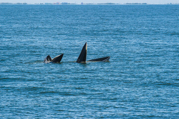 Fototapeta premium Bryde's whale, Eden's whale eating fish and blowing out air at the surface from twin blowholes at gulf of Thailand