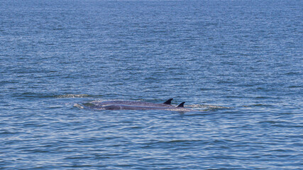 Fototapeta premium Bryde's whale, Eden's whale eating fish and blowing out air at the surface from twin blowholes at gulf of Thailand