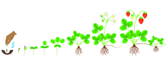 Cycle of growth of a strawberry plant on a white background.