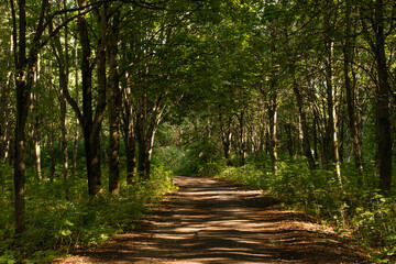 wildlide forest scape shot