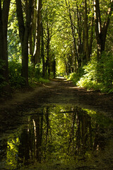 wildlide forest scape shot