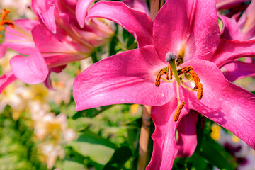 pink lily flower in garden