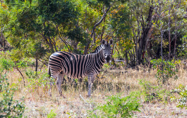 The zebra graze in the green bushes